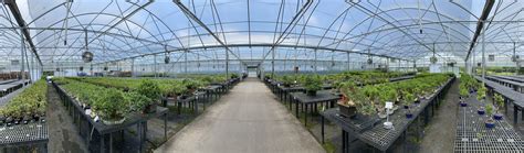 Brussels Bonsai Nursery Olive Branch Mississippi Atlas Obscura