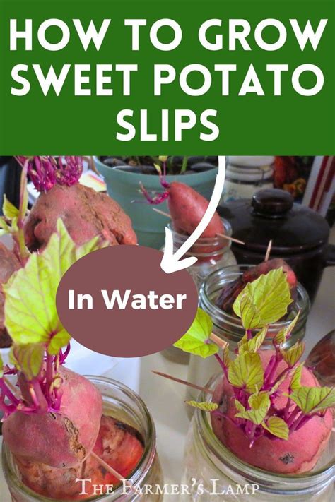 How To Grow Sweet Potato Slips A Step By Step Guide To Starting Growing And Planting • The