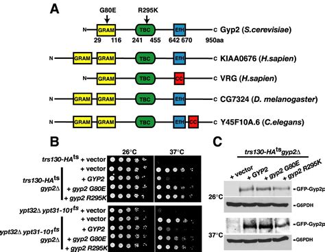 Synthetic Genetic Array Analysis Of The Ptdins Kinase Pik P