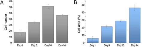 Cell Proliferation Rate Represented With A Cell Number And B Cell