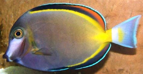 Powder Brown Tang Acanthurus Japonicus Photos