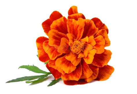 Flor Anaranjada De La Maravilla Erecta De Tagetes Maravilla Mexicana