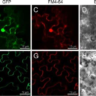 Qrt Pcr Validation Of The Pusaldh Gene In The Peel Of Mature Nanguo