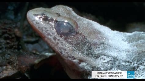 Hibernating Frog Frozen