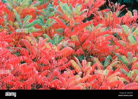 Staghorn Sumac Stock Photo Alamy