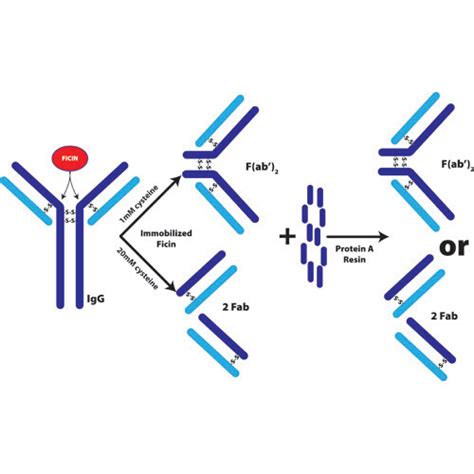 Fab and F(ab)2 Fragmentation of Mouse IgG1 | Web Scientific