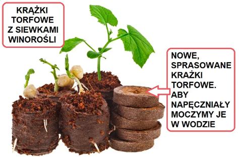 Wysiew nasion w domu krążki i doniczki torfowe