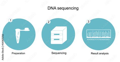 The Dna Sequencing Workflow Preparation Sequencing And Result Analysis For Dna Sequencing