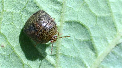 Kudzu Bug University Of Maryland Extension