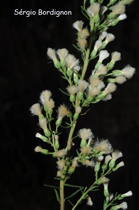 Baccharis Coridifolia