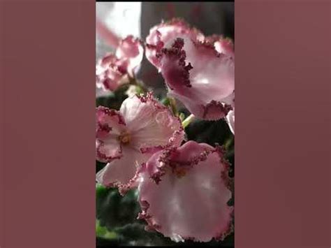 ЛЕ- МОН СЕН МИШЕЛЬ - YouTube