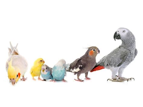 10 birds that can talk like humans - cotwer