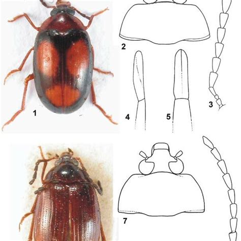 1 5 Stilbocistela Jelineki Sp Nov Male Holotype 1 Habitus 2