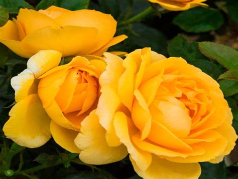 Jackson And Perkins Roses Recognized As American Garden Rose Selections