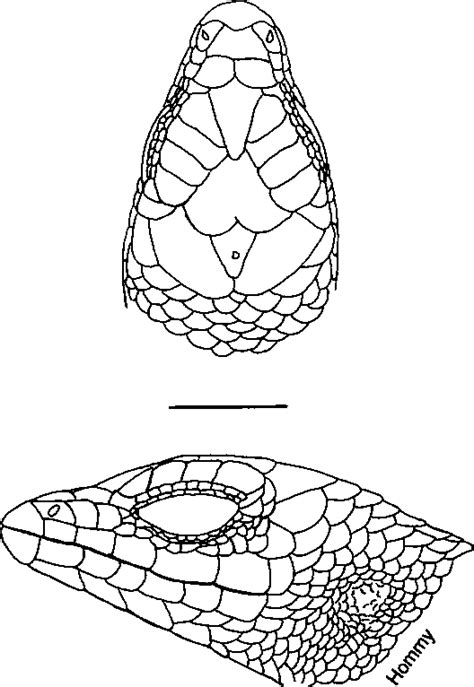 sphenomorphus semantic scholar