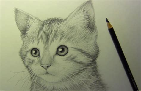 Disegni Di Gatti A Matita Disegni HD