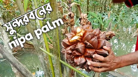 Unique Fruit Nipa Palm Sundarbans সুন্দরবনের সুস্বাদু ফল Youtube