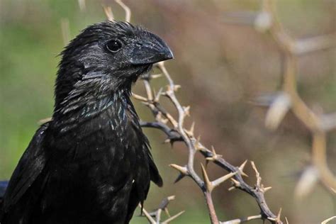 Aruba Birdlife Conservation