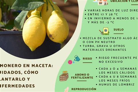 Cuidados Del Limonero Consejos Para Un Cultivo Saludable Eco360