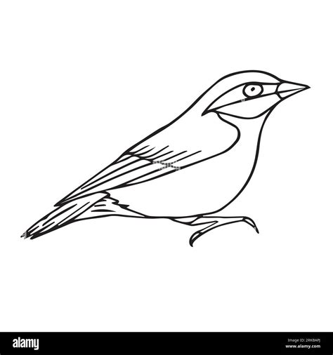 Vector Hand Drawn Doodle Sketch Nuthatch Bird Isolated On White