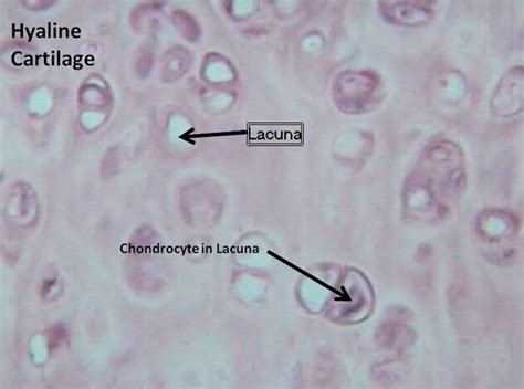 Hyaline Cartilage Slide Anatomy Physiology Flickr