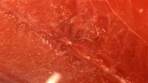 More Reports Of Worms In Salmon At San Diego Area Costco Stores Kgtv Tv San Diego