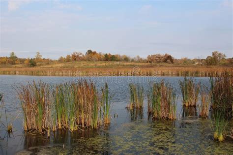 Cattails And Algae Growing In And Surrounding A Small Lake Lined With A