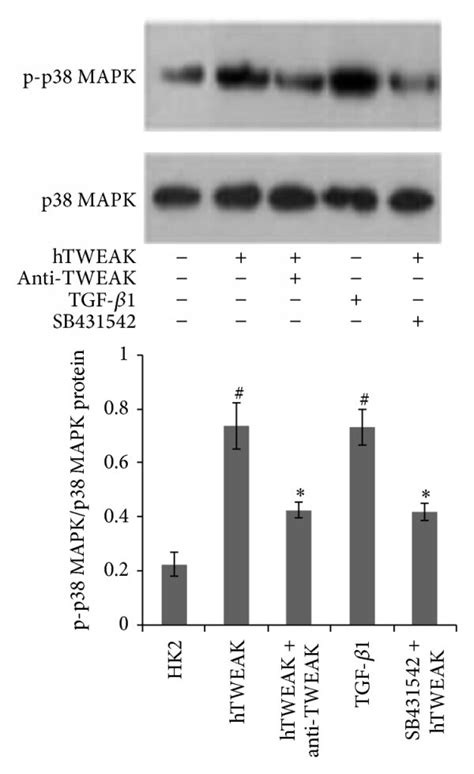 Effects Of Sb On Htweak Induced Expressions Of Tgf P Smad