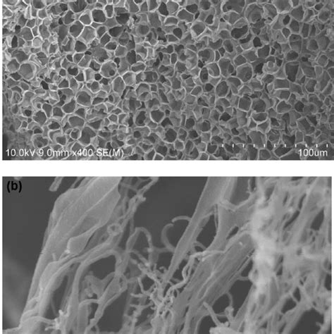 Sem Micrographs Of The Paam Mwnts Hybrid Hydrogel 02 Wt Mwnts With