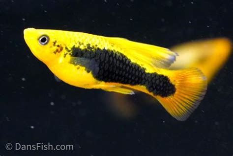 Yellow Tuxedo High Fin Variatus Platy Pair 1M1F Xiphophorus