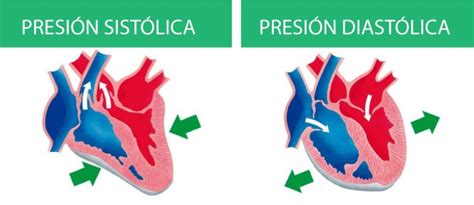 Qué es la Presión Arterial Sistólica y Diastólica