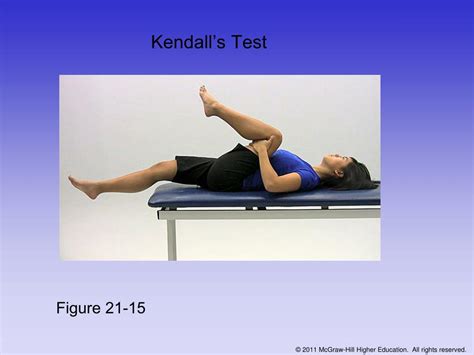 Ppt Chapter 21 The Thigh Hip Groin And Pelvis Powerpoint