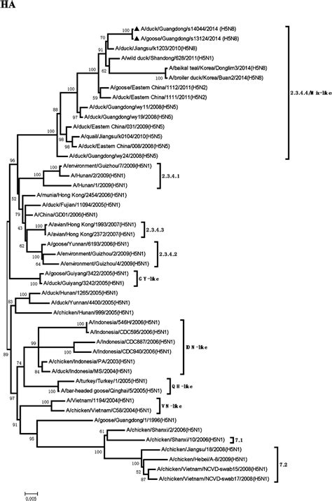 Phylogenetic Analysis Of Hemagglutinin Ha The Trees Were Constructed Download Scientific