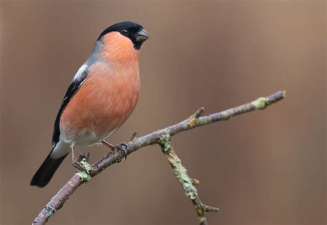 Eurasian Bullfinch Bothal Neil Cairns Flickr