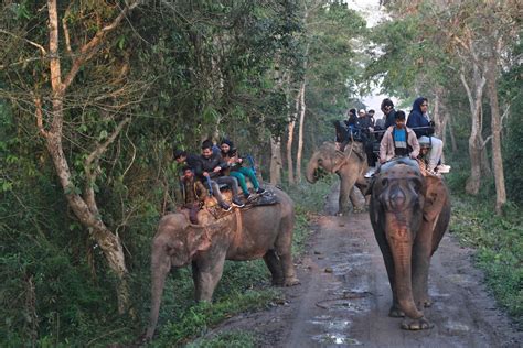 Elephant Safari In Kaziranga National Park Elephant Safari Flickr