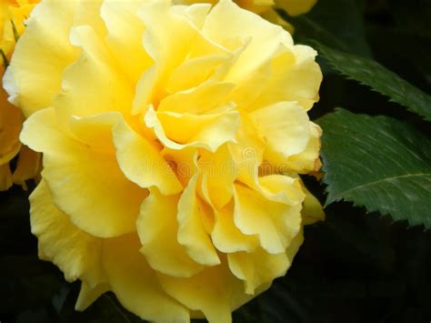 Yellow Fluffy Flower Stock Image Image Of Green Flower 87507263