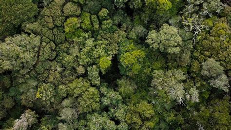 Campos con bosques nativos cómo acceder a beneficios tributarios que