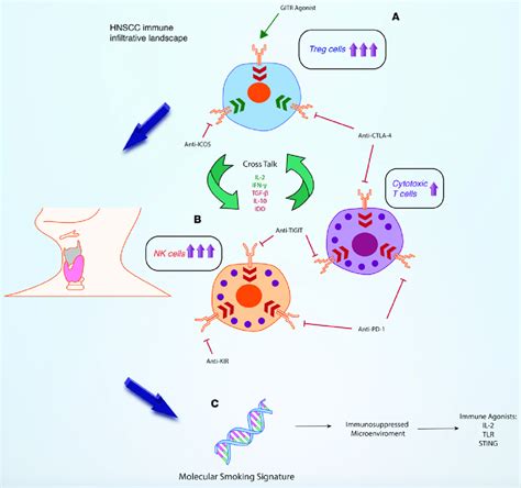 Head And Neck Squamous Cell Carcinoma Hnscc Immune Landscape And Download Scientific Diagram