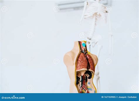 Children Anatomy With Digestive System Royalty-Free Stock Photography ...