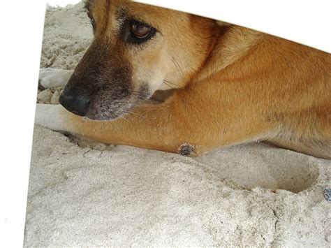 Anal Sucking Porn Pictures XXX Photos Sex Images 42410 PICTOA