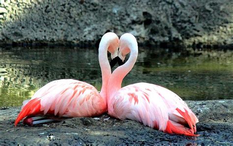 Flamingos Flamin Love Pink Flamingos Flamingo Flamingo Pictures