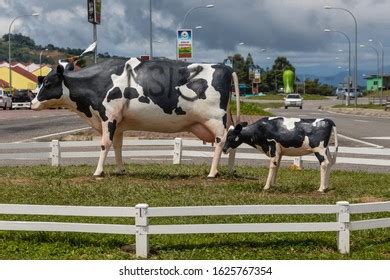 9 Hundred Cattle Farm Sabah Royalty Free Images Stock Photos