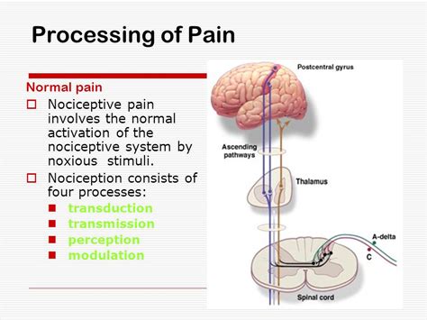 Pain Pathway Flowchart Chart Examples