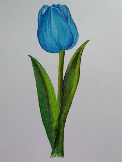 Tulipan Azul Tulipanes Dibujo Pinturas Florales Dibujos Sencillos