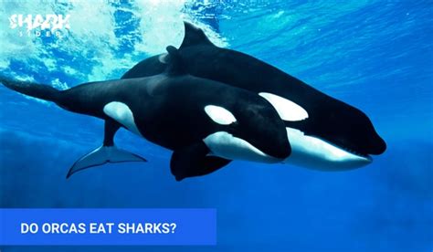 What Eats Sharks? Shark Predators and Prey | Shark Sider