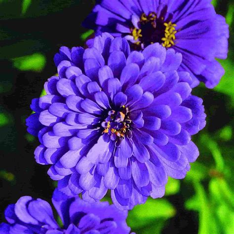 Zinnia Giant Double Violet Queen Annual Flower Seeds Zinnias Flower