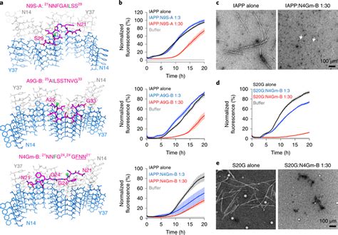 Structure Based Inhibitor Design Of Hiapp Fibrils A Proposed Models Of