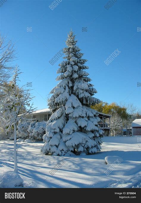 Snow Christmas Tree Image & Photo (Free Trial) | Bigstock