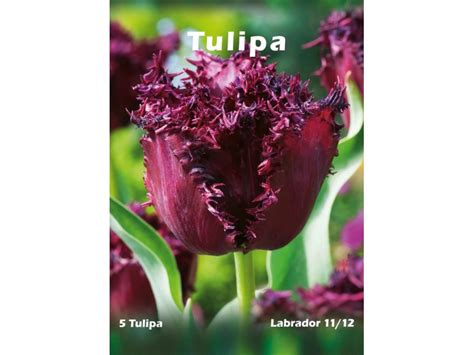 Tulipan Odmiana Labrador Tulipa Sp Szt Kupuj W Obi