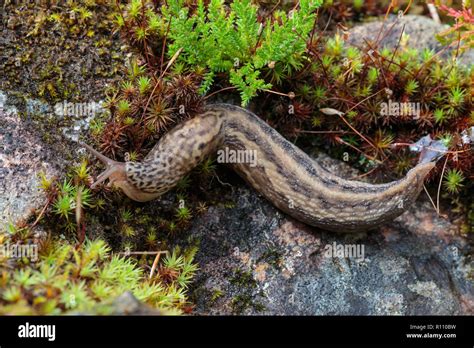 Leopard Slug Limax Maximus Stock Photo Alamy